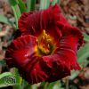 Hemerocallis Li Red Wagon